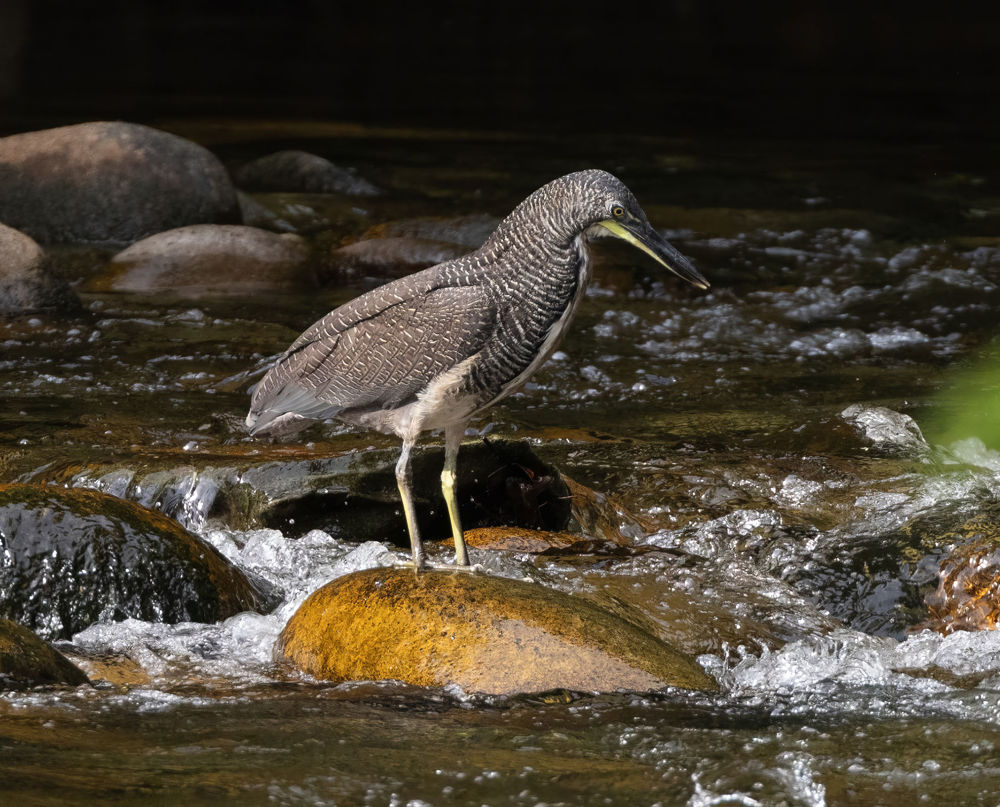 Fasciated Tiger-Heron Tigrisoma fasciatum